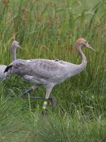 Yellow Blue Yellow - Sep - 2013